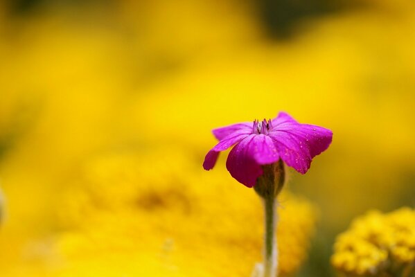 Petite fleur de framboise sur fond jaune flou