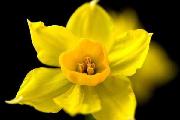 Fiore di narciso giallo su sfondo scuro