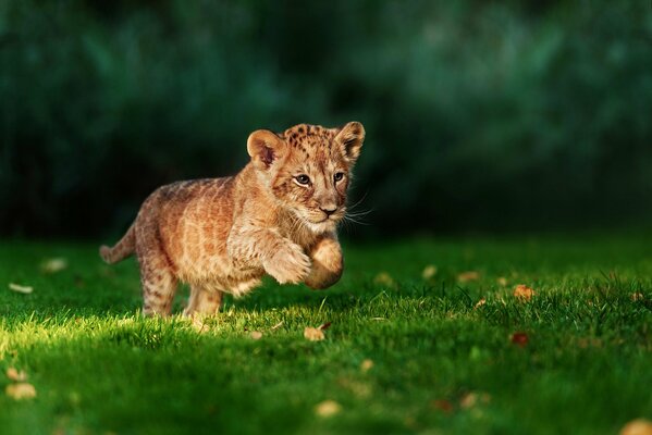 A little lion cub runs to hunt