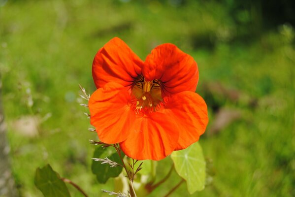 Flor roja de bokeh