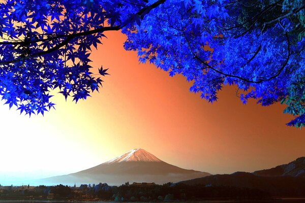 Árbol de Fujiyama en las montañas de Japón