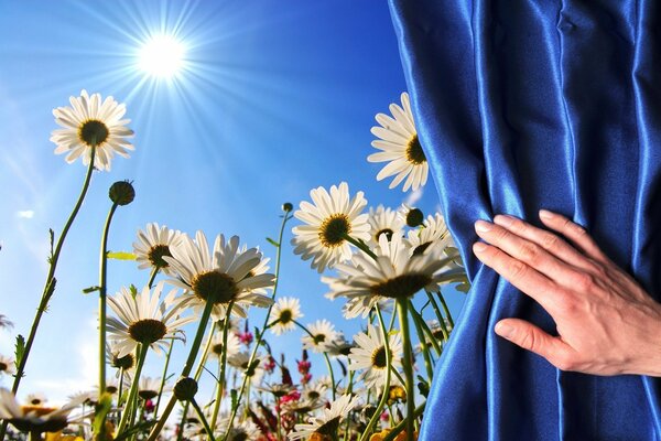 Sonniger Tag mit Gänseblümchen vor dem Fenster