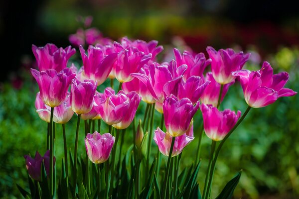 Tulipes roses sur un champ vert