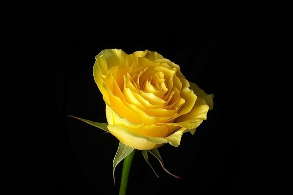 Yellow rose on a black background