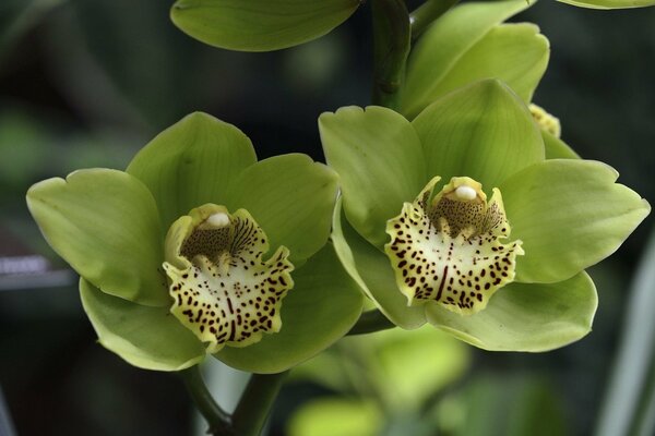 Hermosas orquídeas verdes con manchas