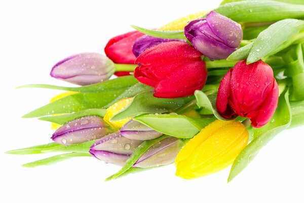 Bouquet of colorful tulips with dew