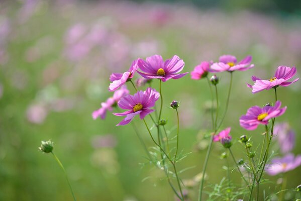 Delicati fiori rosa-viola