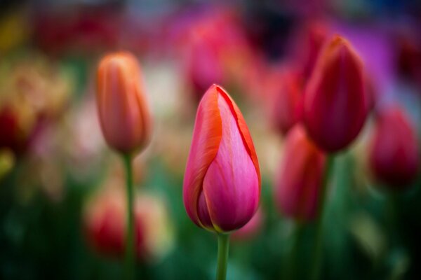 Red tulips with a blurry background