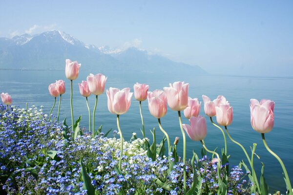 Flowers on the background of the mountain and the sea