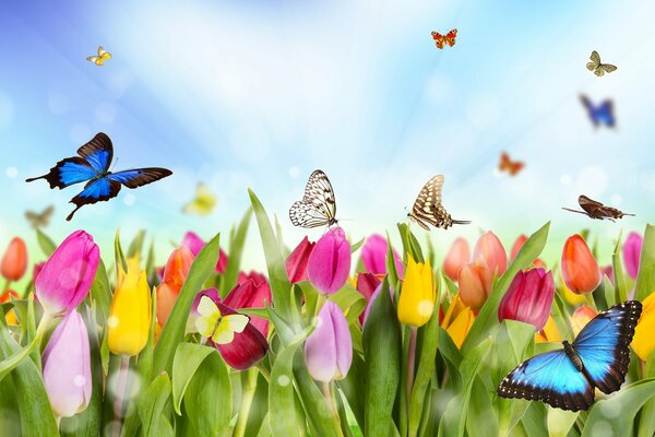 There are many different butterflies on tulips