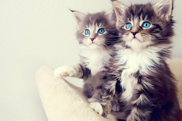 Couple de chatons aux yeux bleus pour le fond