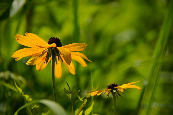 Bright yellow flowers in the field