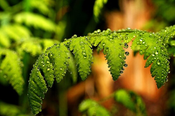 Summer raindrops on a fern