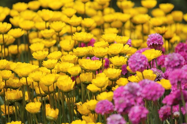 Yellow and pink flowers on the field