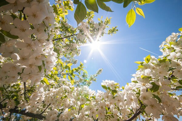 Tree branches in white flowers against the background of a spring sunny sky