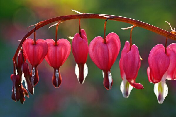 Las hermosas plantas son como corazones