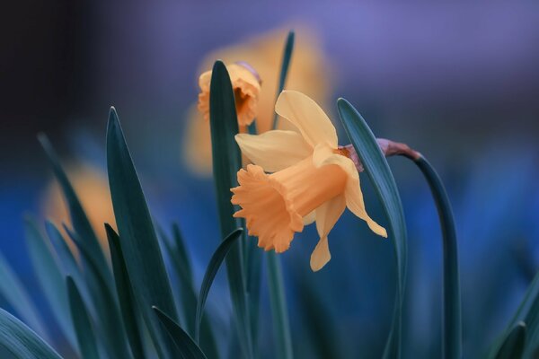 Large yellow daffodils on a blue blurred background