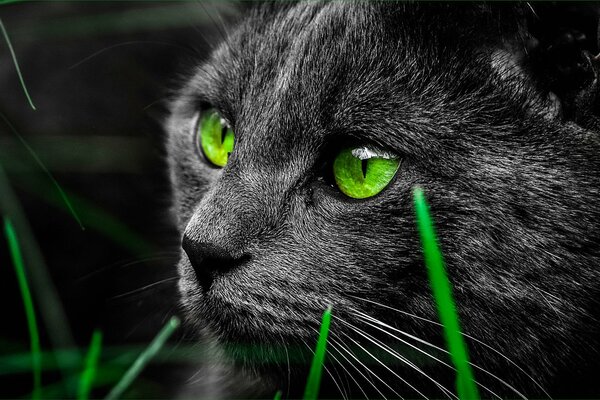 Gato negro de ojos verdes en la hierba