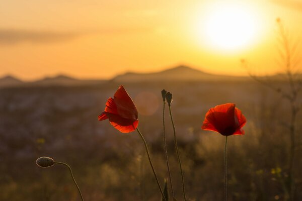 Rote Mohnblumen bei Sonnenuntergang vor dem Hintergrund der Berge