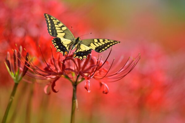 Una farfalla gialla e nera si siede su un fiore rosso