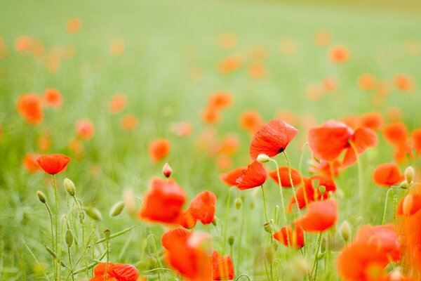 Red poppies on a green field