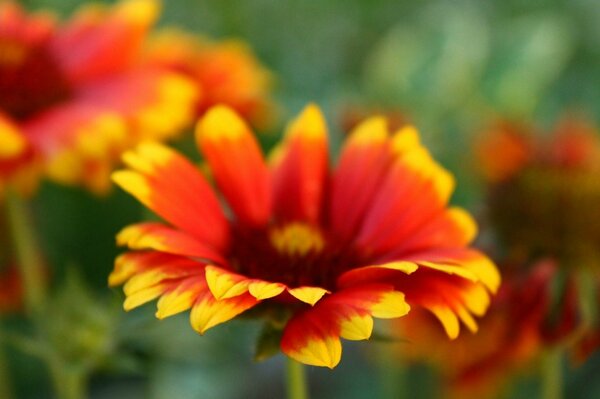 Rotgelbe Blume mit Bokeh-Effekt