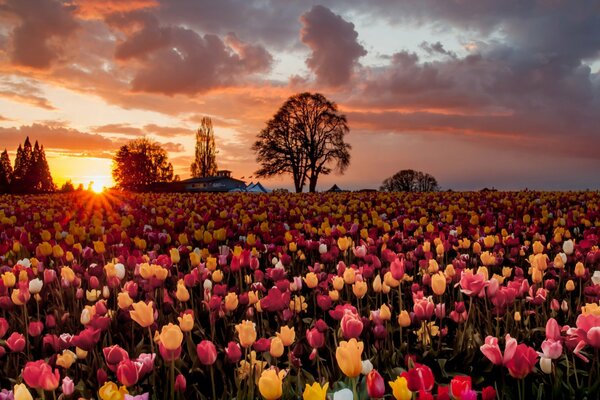 Tulpenfeld vor Sonnenuntergang Hintergrund