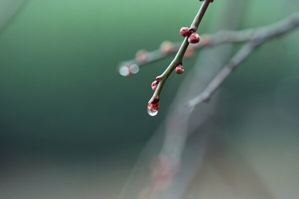 Rosée sur les branches des arbres au printemps