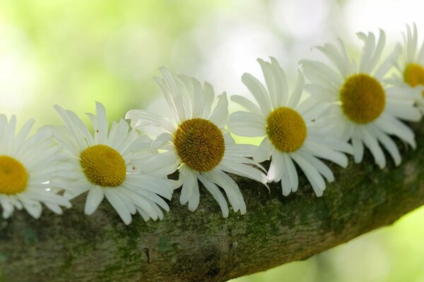 Margherita beoi su un ramo di un albero