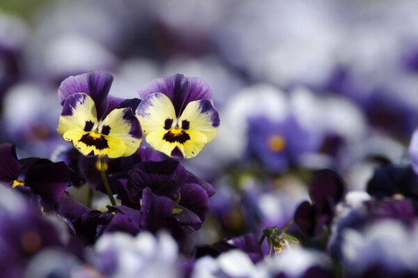 Yellow purple pansies on a blurry background