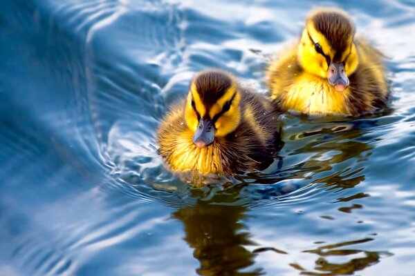 Erstes Schwimmen der kleinen Entenküken