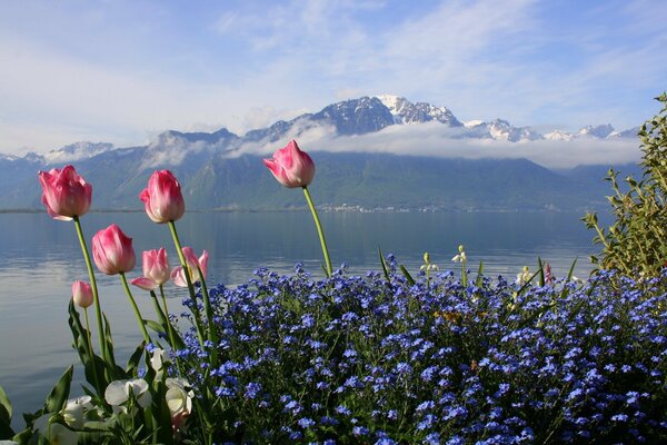 Tulips on the background of mountains and lakes