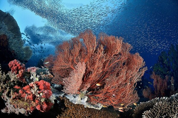 Im Meer am Korallenriff tanzen Fische ein blaues Ballett