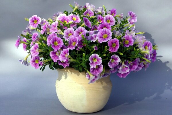 Bouquet di petunie di campo in vaso