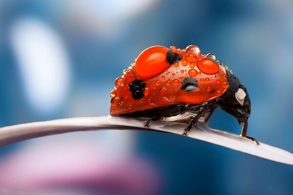 Ladybug crawling on a leaf