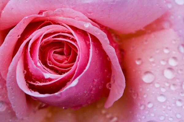 Pink rose in water drops