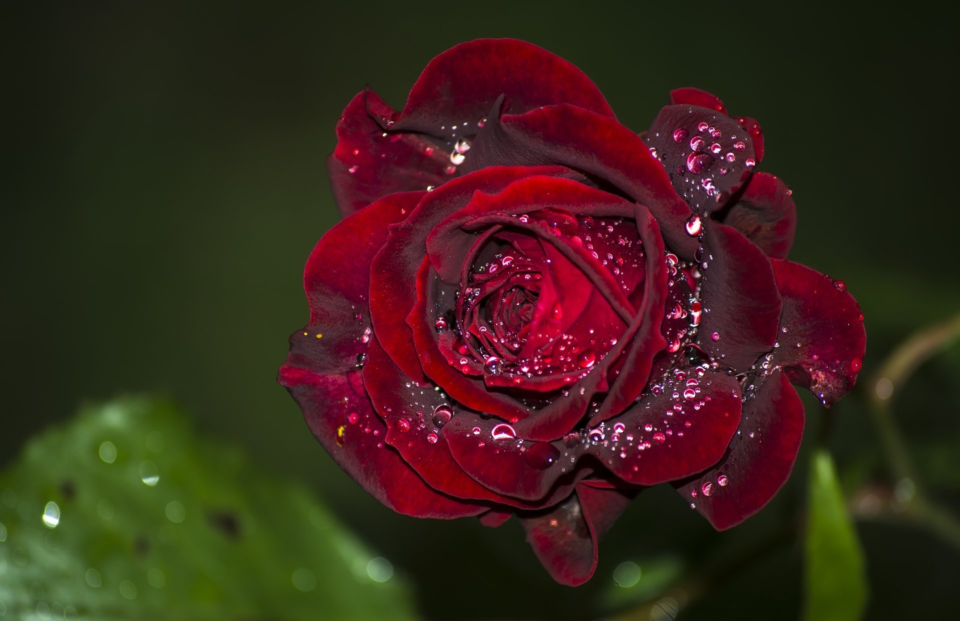 rosa velluto bocciolo gocce macro