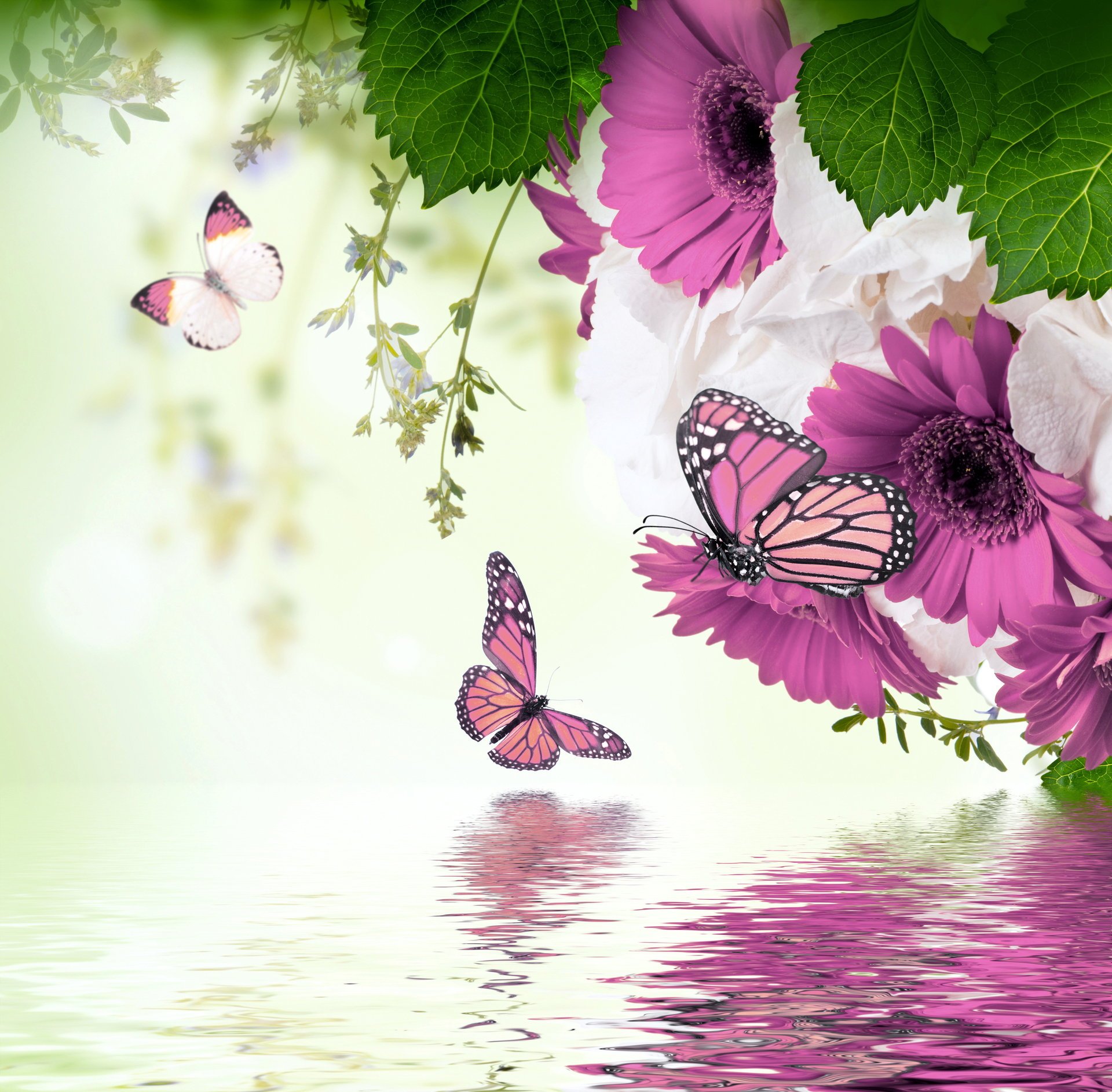 pring refection water butterflies purple весна flowers blossom gerbera