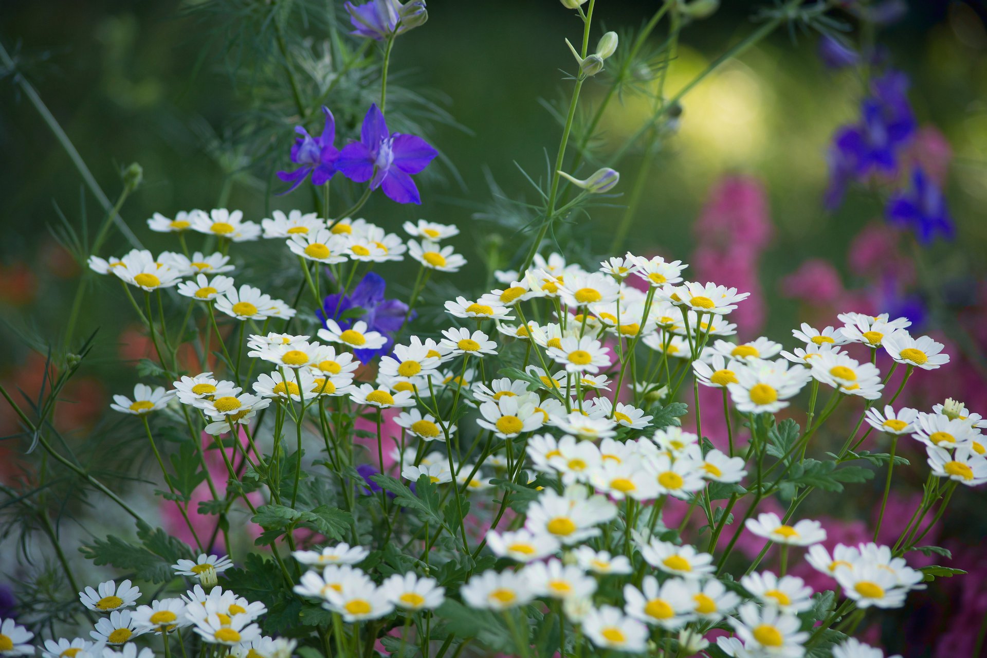 blumen flora makro