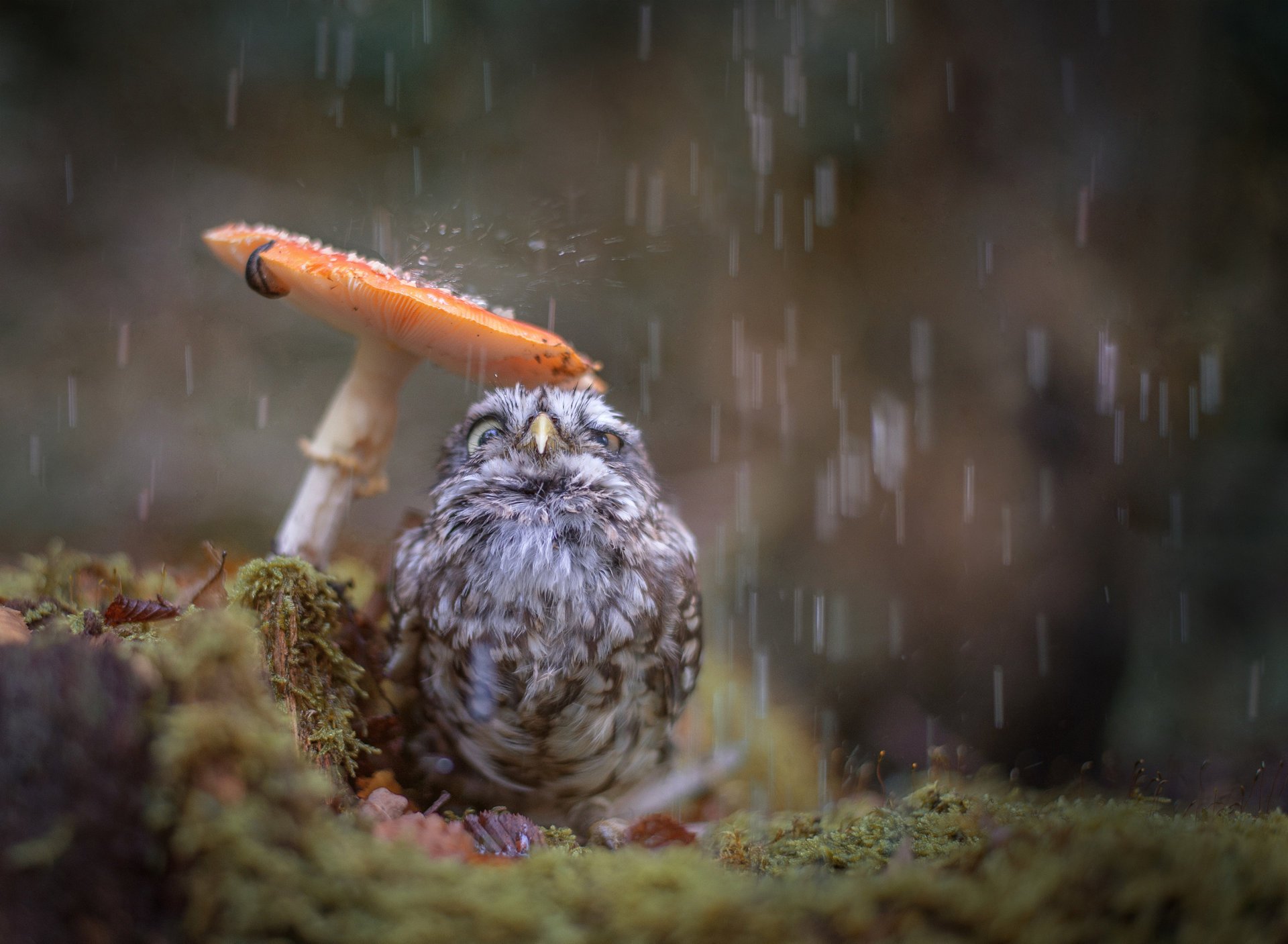 búho pollo pájaro lluvia seta