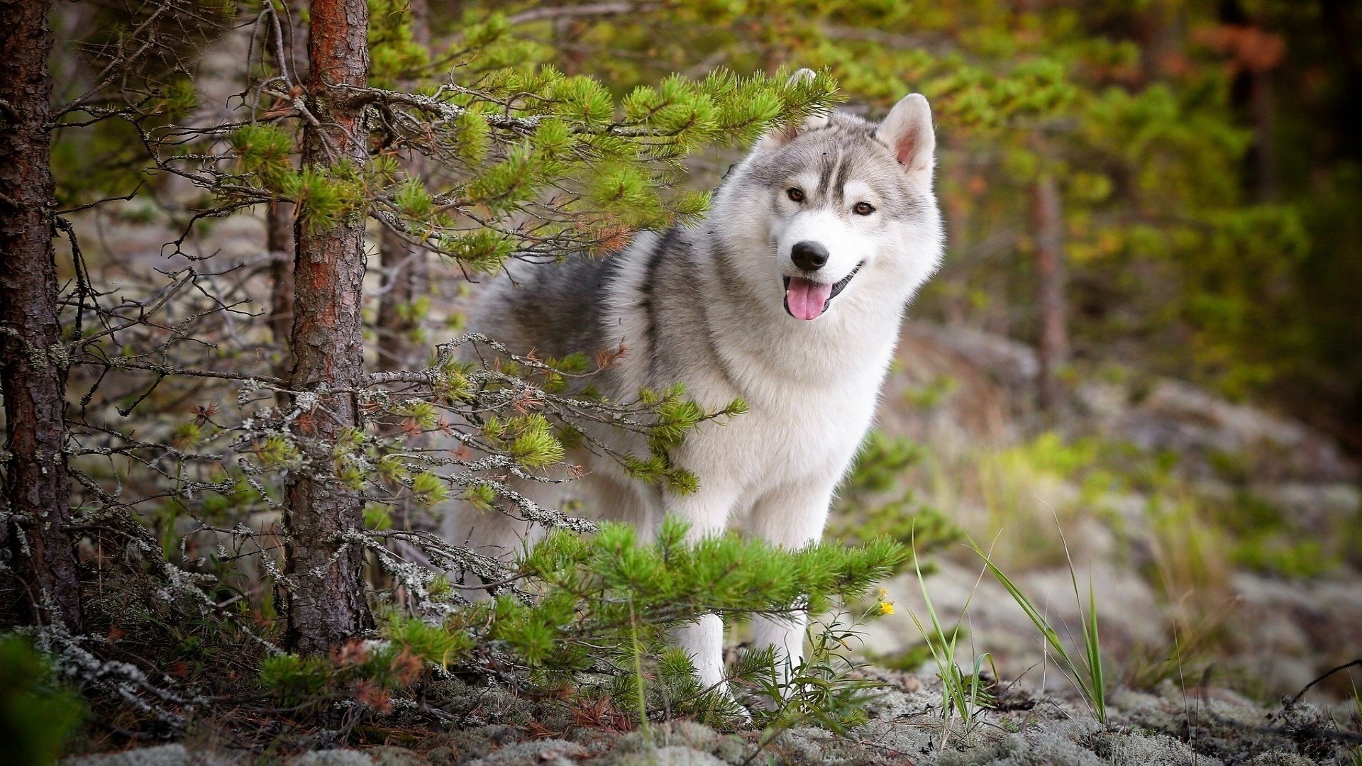 husky naturaleza bosque perro amigo