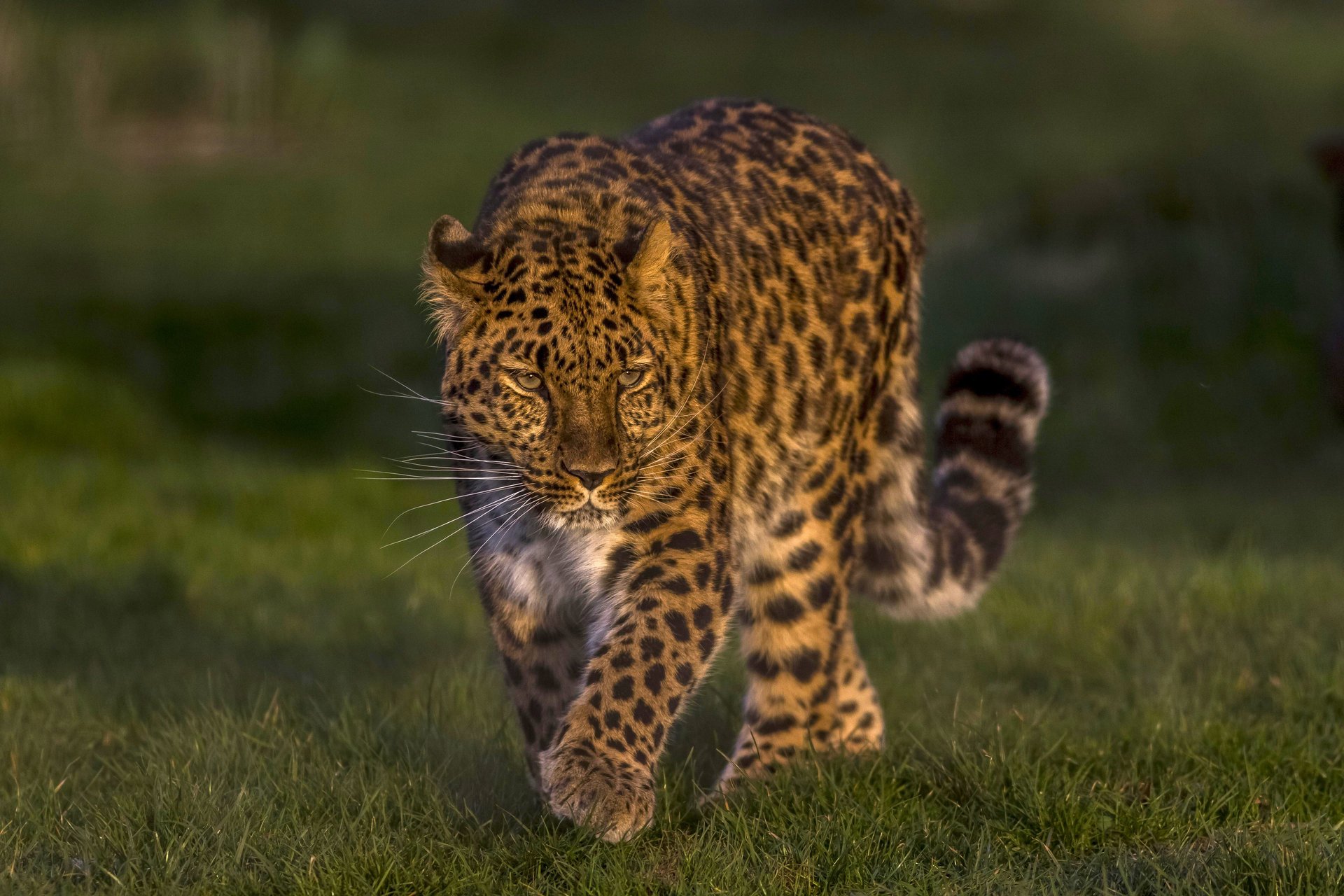 leopardo dell estremo oriente leopardo dell amur leopardo gatto selvatico bello