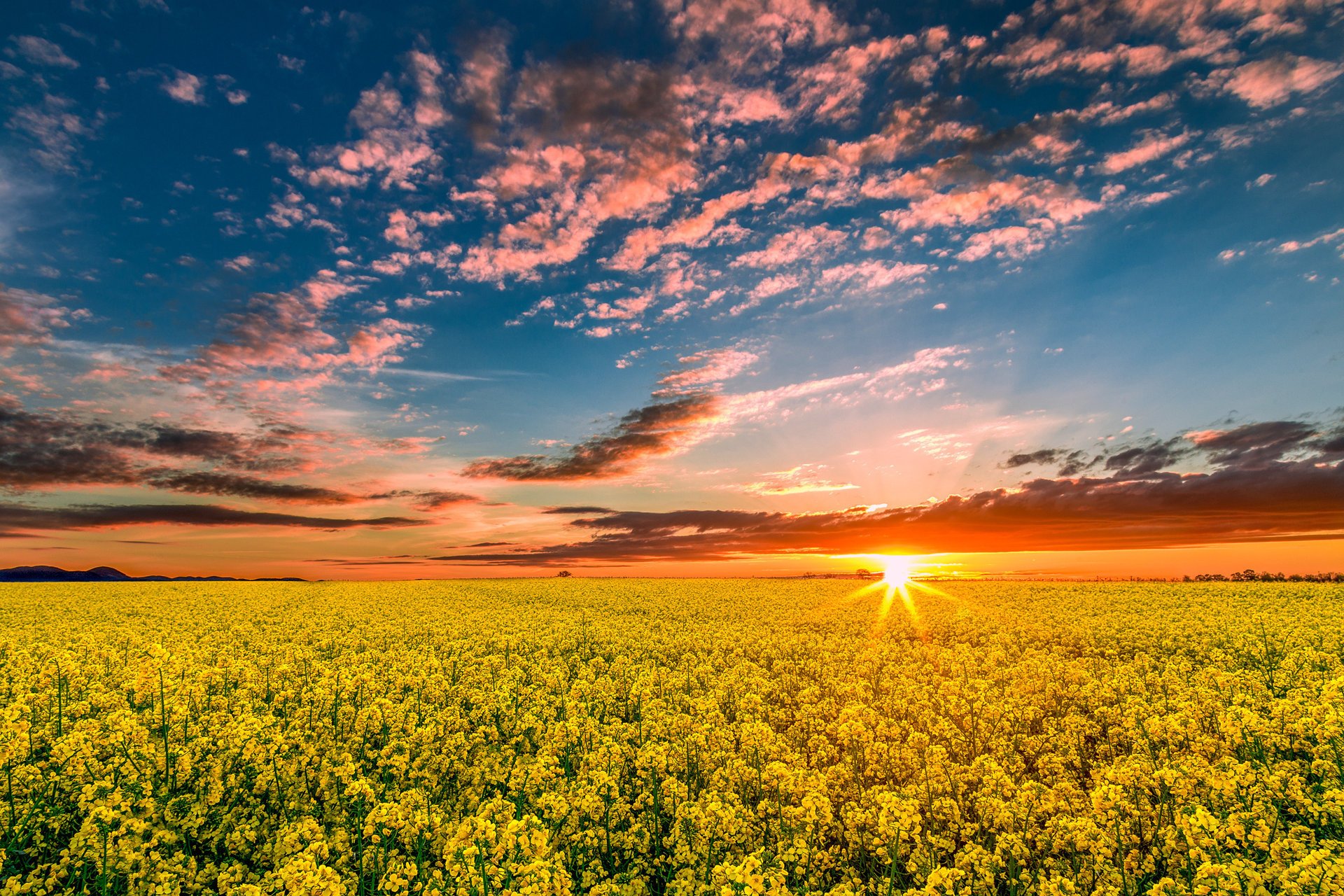 nature printemps champ colza coucher de soleil soleil rayons ciel nuages