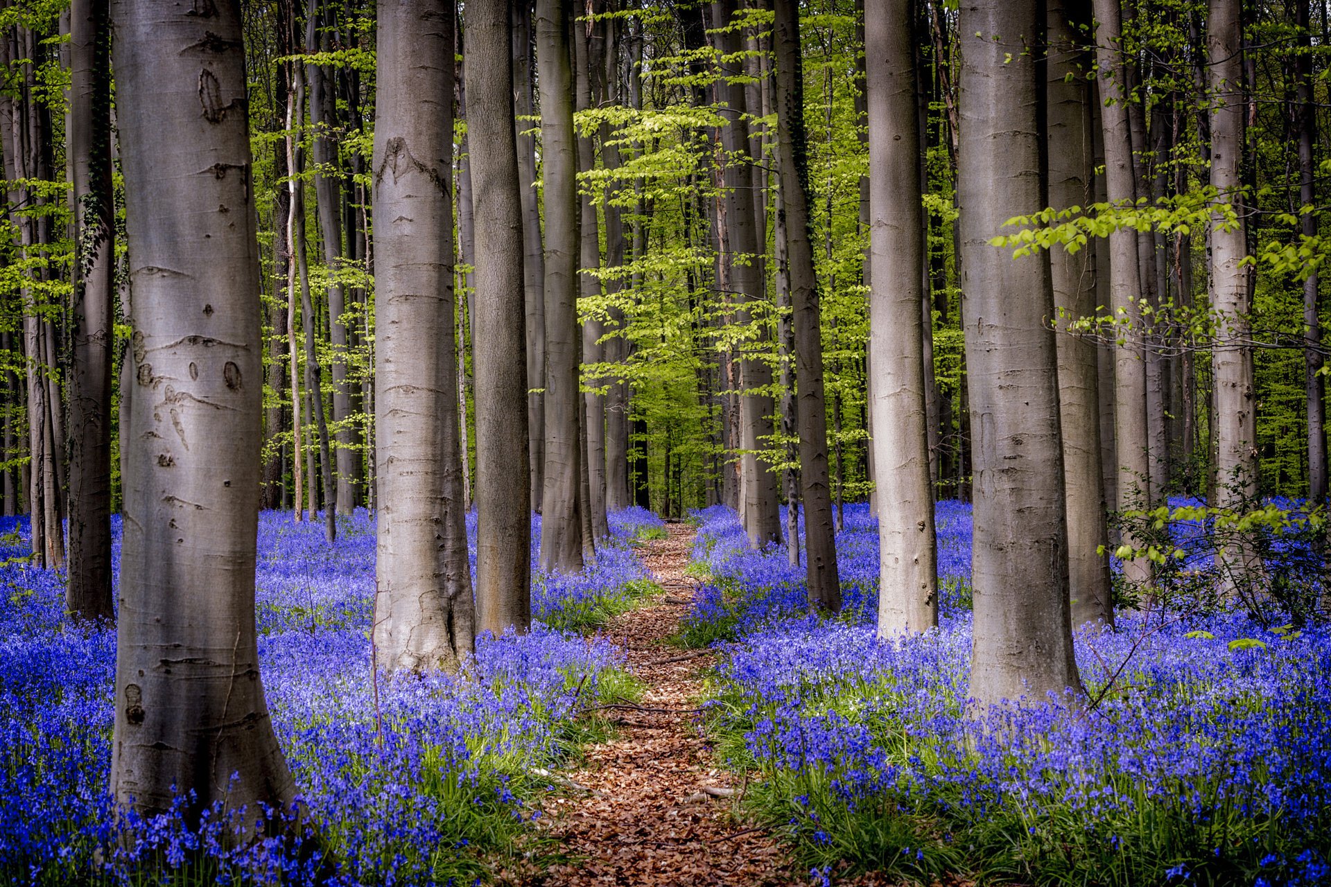 flowers nature forest trees bells path