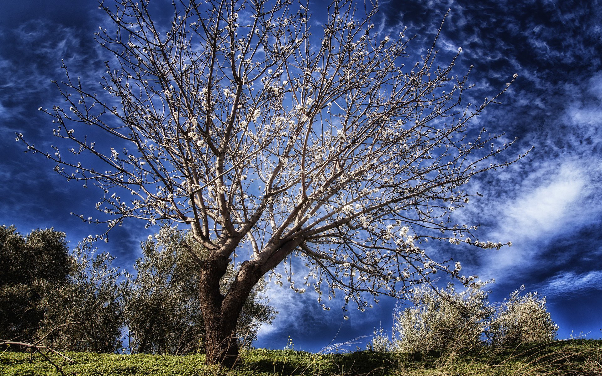 arbre floraison bleu ciel printemps