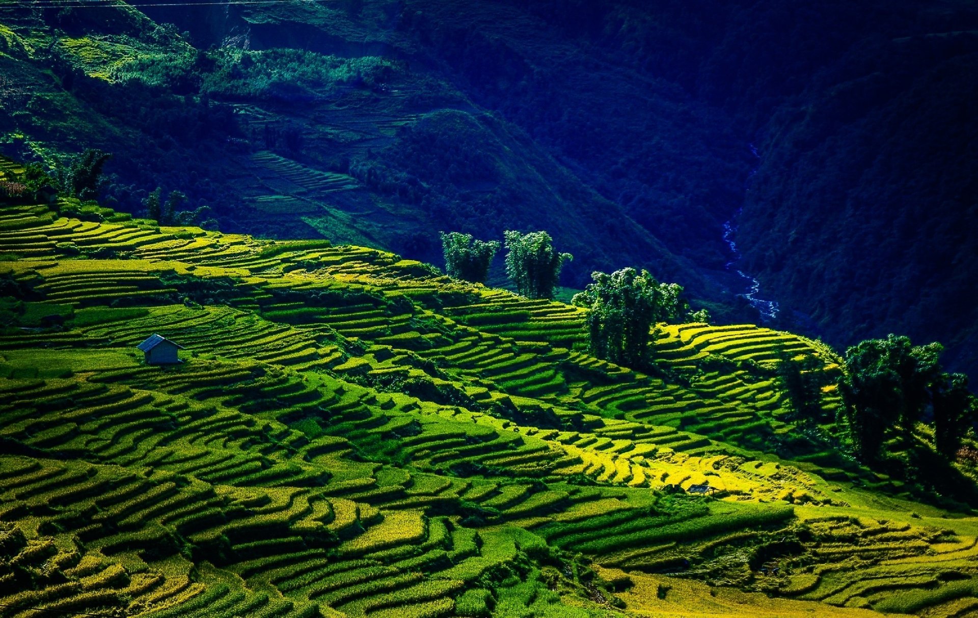 montagnes champs vietnam été joliment