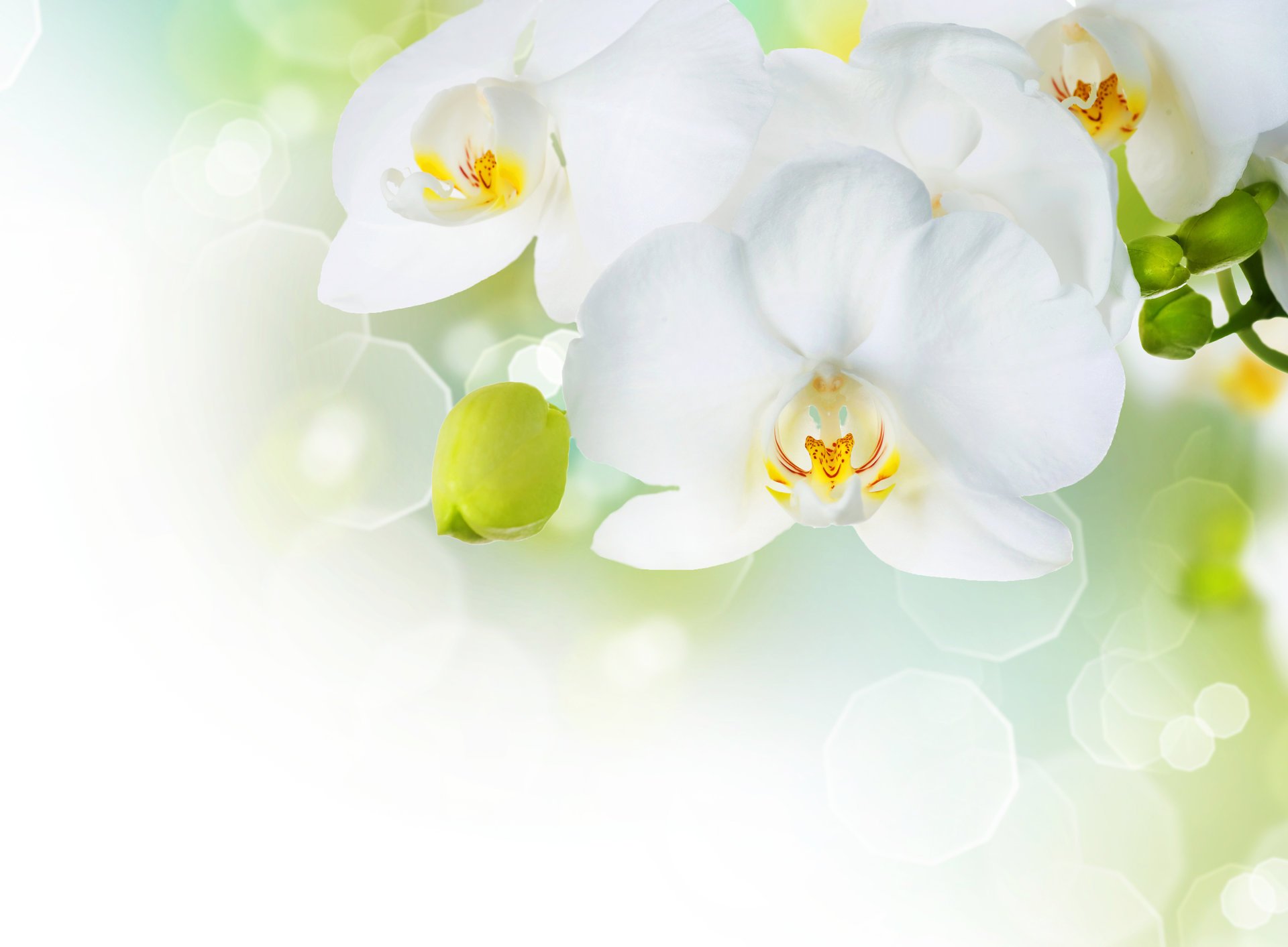 blumen white phalaenopsis flowers tenderness petals beauty branch orchid