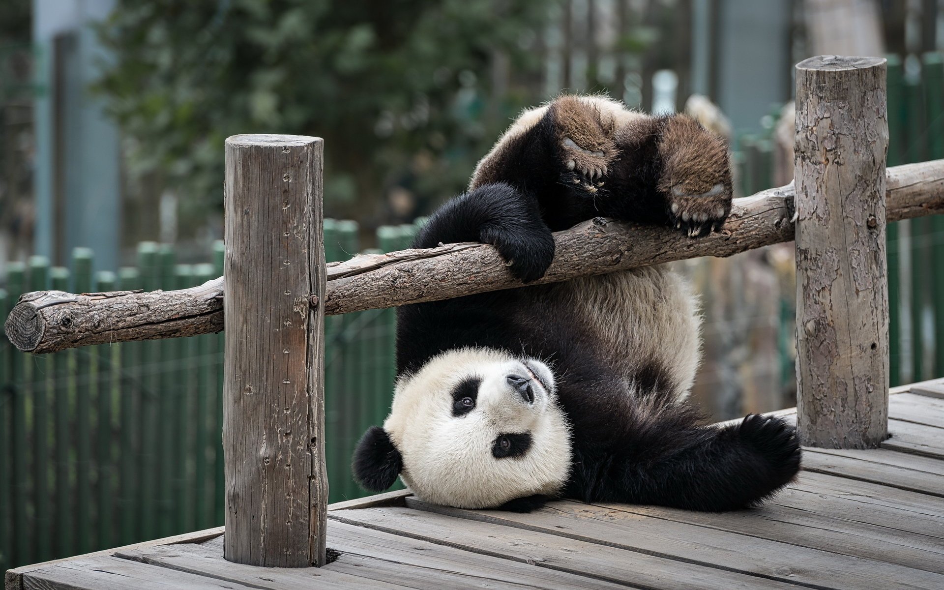 panda orso zoo