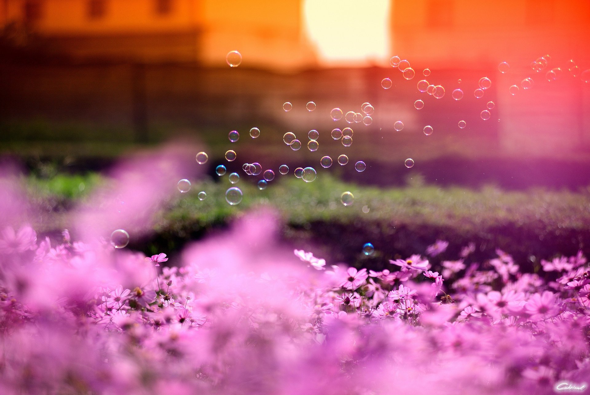 kosmeya focus bubbles pink flowers the sun