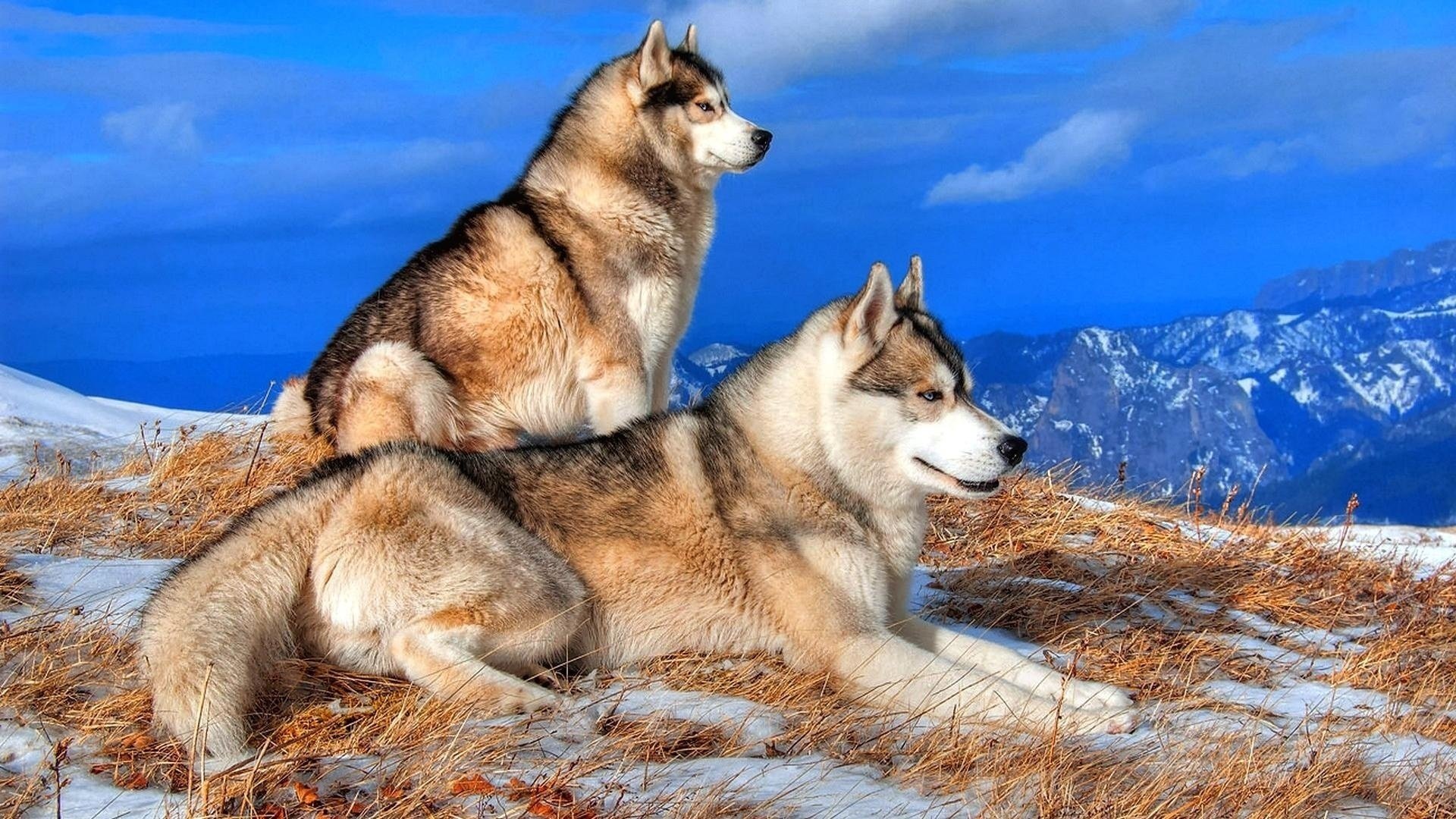 husky montagnes nature hiver couple chiens